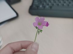 -胤韩紫菜包饭·炸鸡·拌饭(宋家庄店)