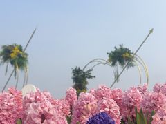 -荷兰花海