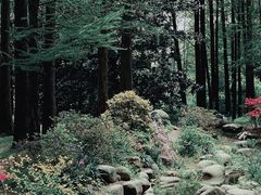 -上海共青森林公园