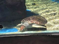 -梦幻海洋王国(吾悦广场张家港店)