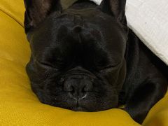 -芭比堂爱心动物医院(柯桥康爱分院)