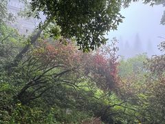 -莫干山风景区