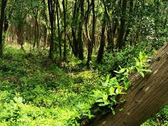 -上海佘山国家森林公园天马山园