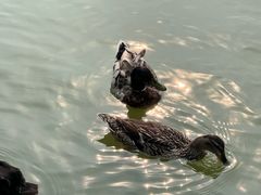 -祥源·阜阳生态乐园