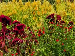 -紫海香堤香草艺术庄园