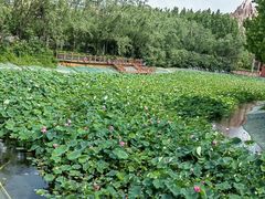 -郑州方特梦幻王国