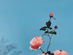-大塘金香草谷