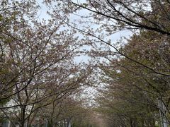 -高东镇樱花园