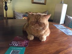 -more than meow吴止猫主题餐厅(承德 中船汇店)