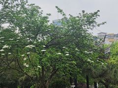 -白沙古井
