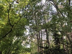 -上海共青森林公园