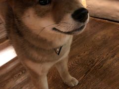 -柴务处·柴犬主题狗咖