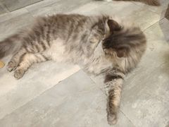 -楼上猫咖(罗湖店)