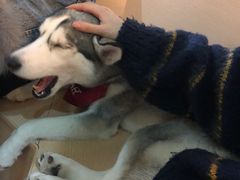 -Husky Go! 哈士奇体验馆·宠物咖啡厅狗咖