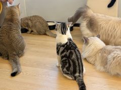 -有喵·猫咖·狗咖·30几只猫10只小狗(岗厦店)