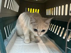 -唐小姐の私宠·宠物洗护美容·撸猫馆·购宠(周浦万达旗舰店)