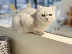 -怪兽屋·羊驼·猫咖·狗咖(俊华广场店)