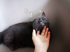 -泰国佛·塔罗·泰牌狐仙古曼
