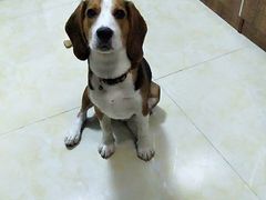 -菲尔斯特宠物医院