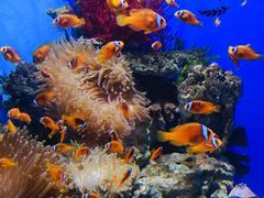 -烟台海昌鲸鲨海洋公园