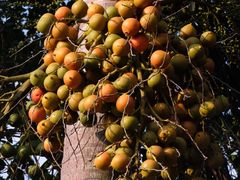 -采粤轩中餐厅(惠州金海湾喜来登度假酒店)