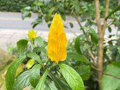-深圳仙湖植物园
