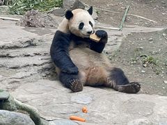 -都江堰中华大熊猫苑