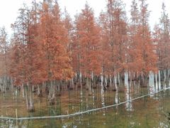 -白鹭湾湿地公园