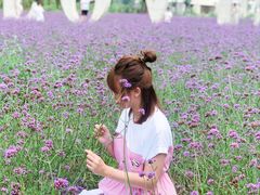 -紫海香堤香草艺术庄园