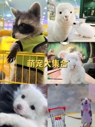 -神奇动物撸宠馆·羊驼·小浣熊·异宠(豫园店)
