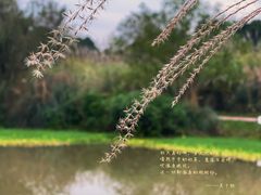 -桤木河湿地公园