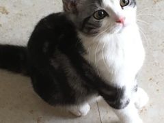 -猫大福·Fortune Cat猫舍(百子湾店)