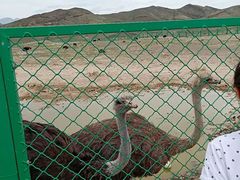 -新疆天山野生动物园