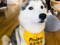 -Husky Go! 哈士奇体验馆·宠物咖啡厅狗咖