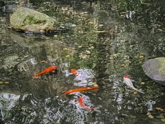 -广州兰圃