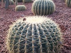 -呀路古热带植物园