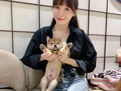 -逗柴咖啡屋·狗咖猫咖宠物桌游