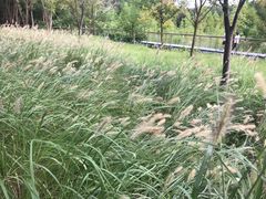 -昆山城市生态森林公园