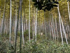 -上海佘山国家森林公园天马山园