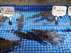 水产区-壹只菜·崇明本地特色菜(崇明南门店)