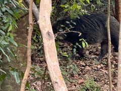 -梧桐山风景名胜区