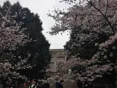 -武汉大学-樱园