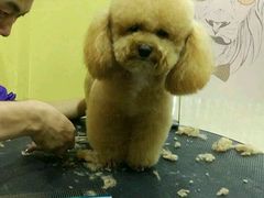 -酷狗靓猫宠物·洗护·美容·寄养(航北路店)