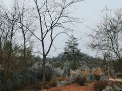 -千岛湖石林