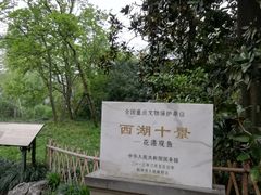 -西湖外事游船(花港观鱼码头)