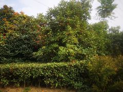 -九里河湿地公园