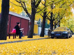 -三里屯东五街银杏大道