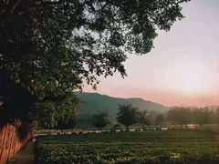 -雁南飞茶田景区