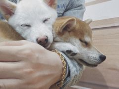 -柴源莊·柴小宠柴犬咖啡