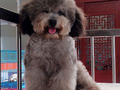 -皇家名犬舍